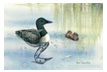 Loon & chicks
